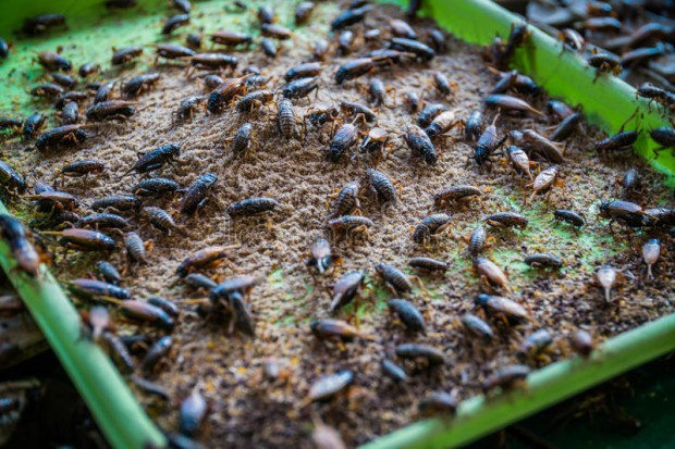 Европа ни разболява от рак с щурци и хлебарки в храната - Снимка 2