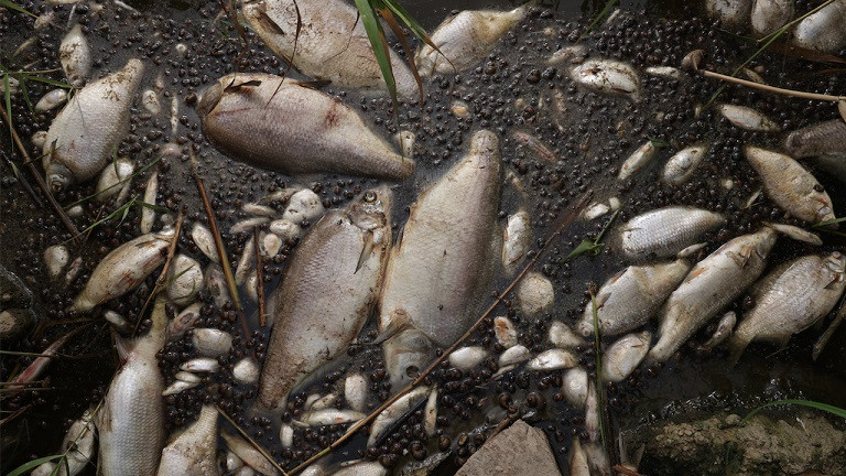 „Неохим“ ли отрови Марица? Умряла риба задръсти реката при Димитровград (СНИМКА)