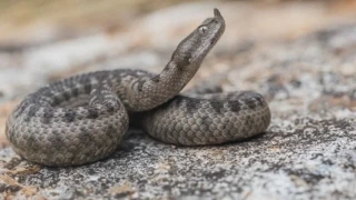 Вижте какви змии има у нас и дали са опасни: Експерт от БАН с повече информация за тях