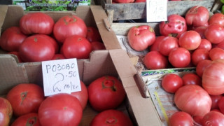 Пазарът е залят с менте „розови домати“