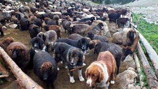 Общинари правят опити да затрият единствените каракачански стада у нас