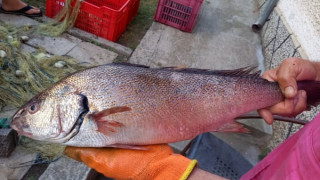  Чудновато: В Царево риболовец улови невероятна риба, пробва един път в живота СНИМКИ 