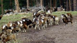Belev and Sandov Allowed Trophy Hunt of Protected Wild Goats