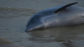В река Амазонка се свариха над 100 делфина