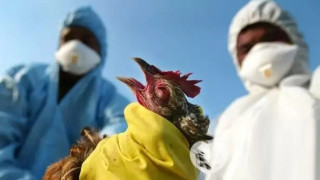 ПАНДЕМИЯ В БЪЛГАРИЯ: Инфлуенца избива птиците – открити 7 огнища, вижте къде
