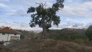 Никъде в България няма такова дърво като това в Родопите, уникално е!