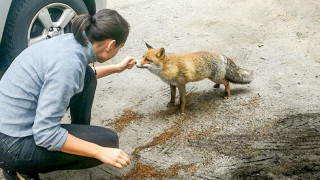 Гладни лисици дебнат туристи за фотосесии и безплатна мръвка