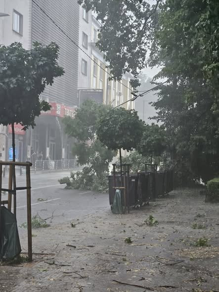 Бурята в София: Гръм събори дърво в градинката "Кристал", друго падна върху жиците на "Раковски" (ВИДЕО)