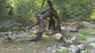 Разбитата от ДАНС секта край Калофер била поне от 10 г., играели голо хоро с бели мантии